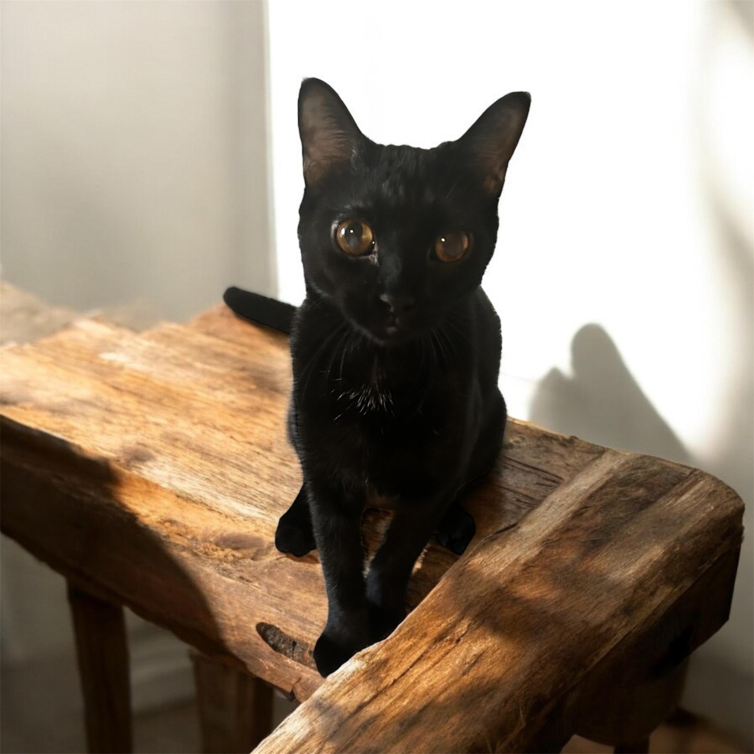 Allie, an adoptable Domestic Short Hair in Tulsa, OK, 74134 | Photo Image 1