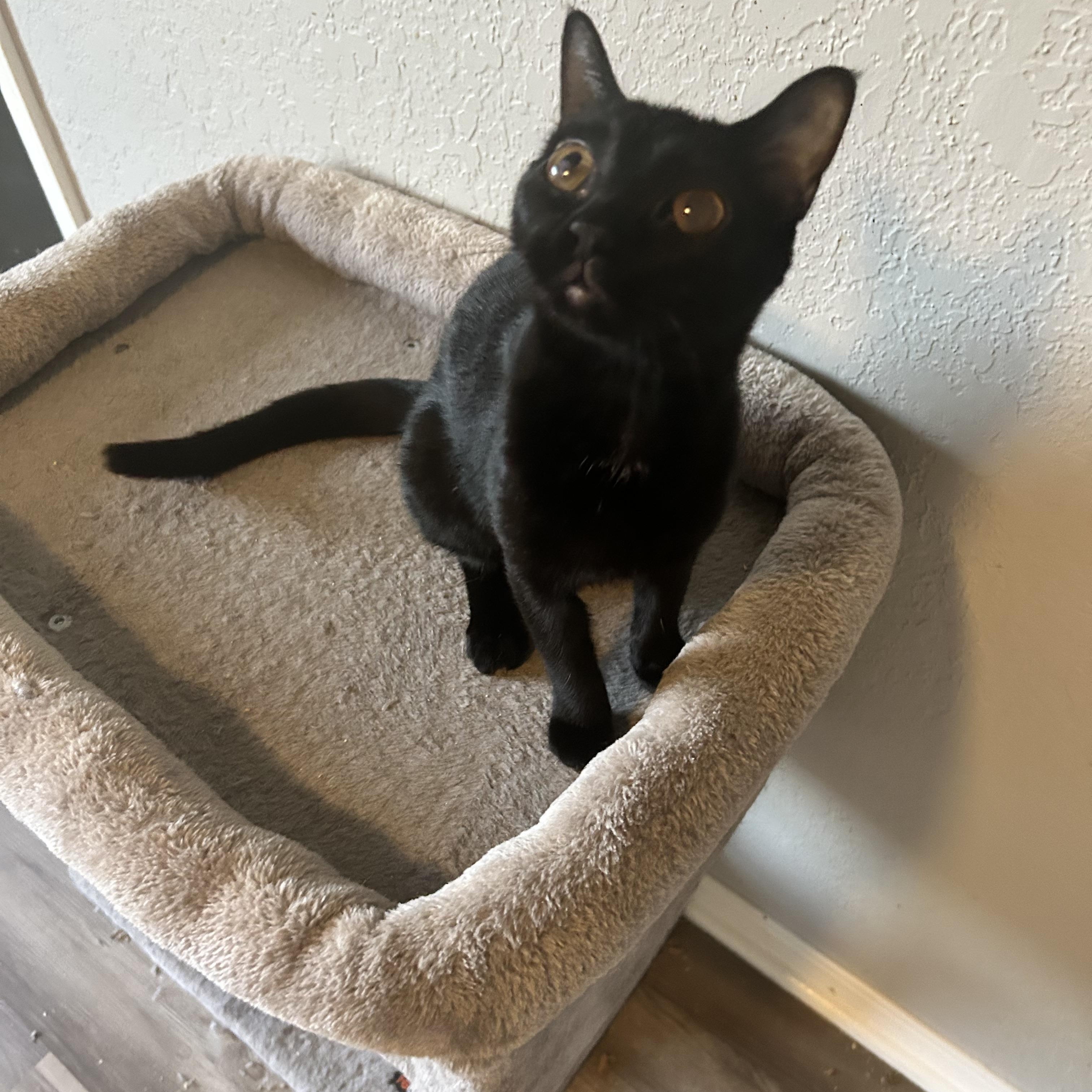 Allie, an adoptable Domestic Short Hair in Tulsa, OK, 74134 | Photo Image 3