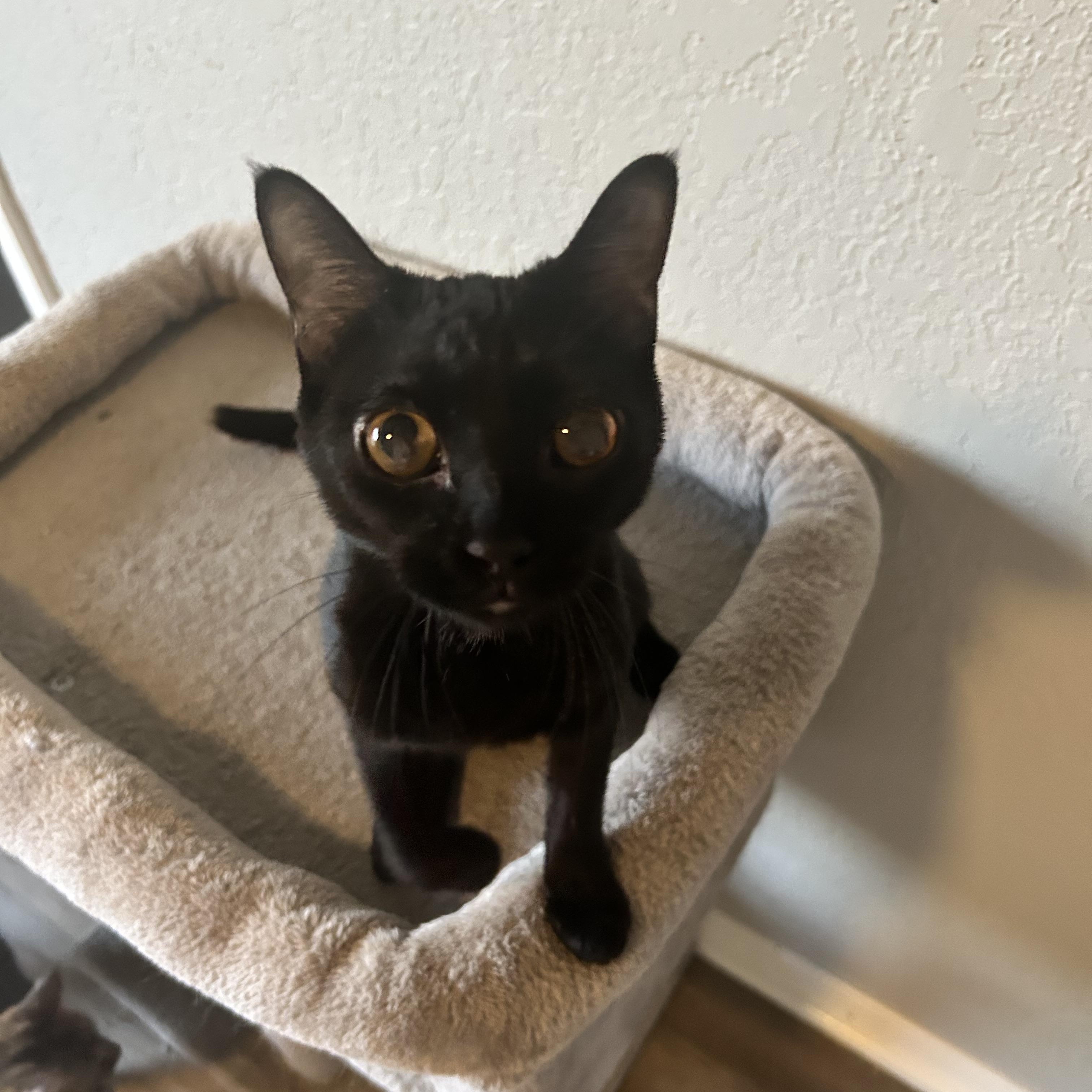 Allie, an adoptable Domestic Short Hair in Tulsa, OK, 74134 | Photo Image 5