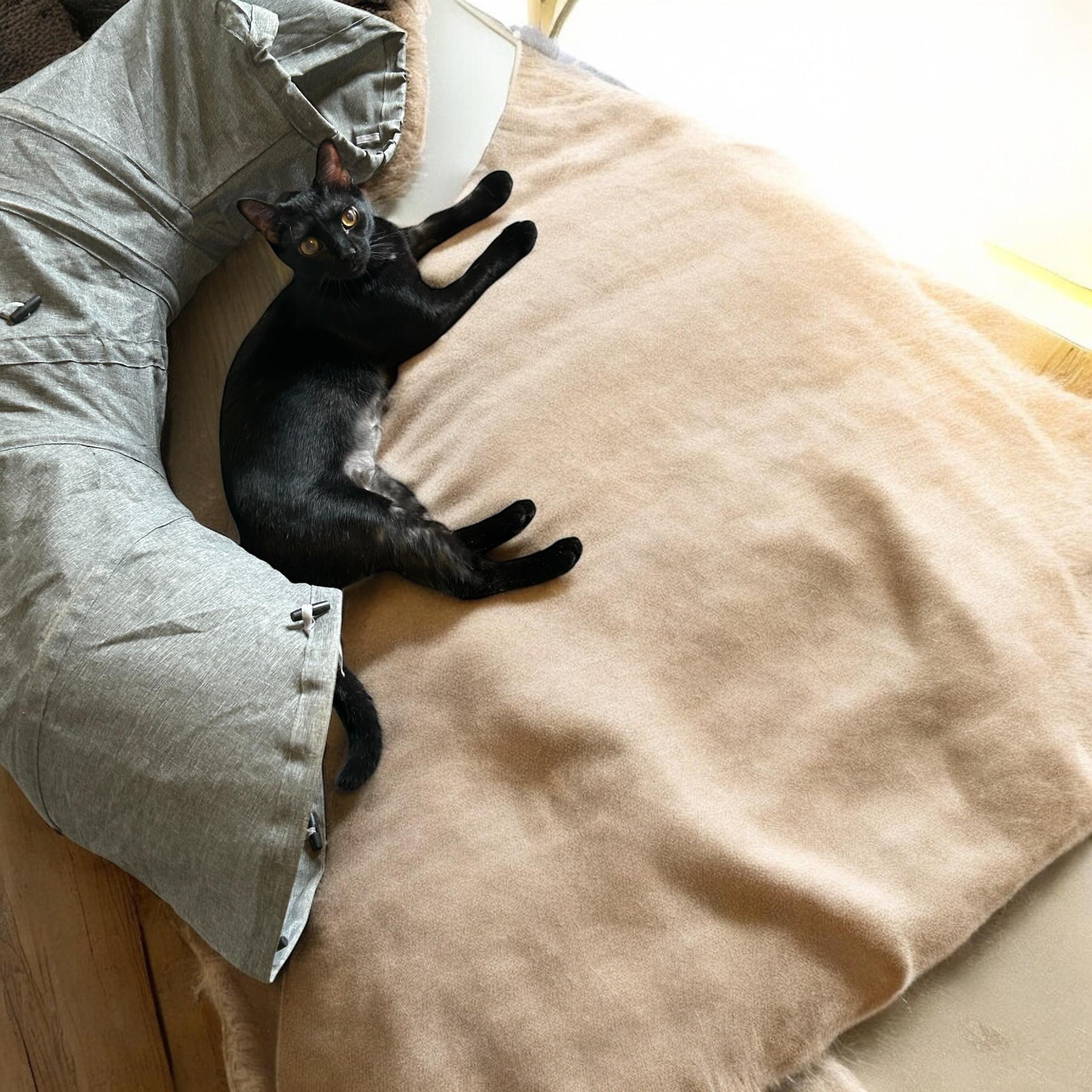 Allie, an adoptable Domestic Short Hair in Tulsa, OK, 74134 | Photo Image 2