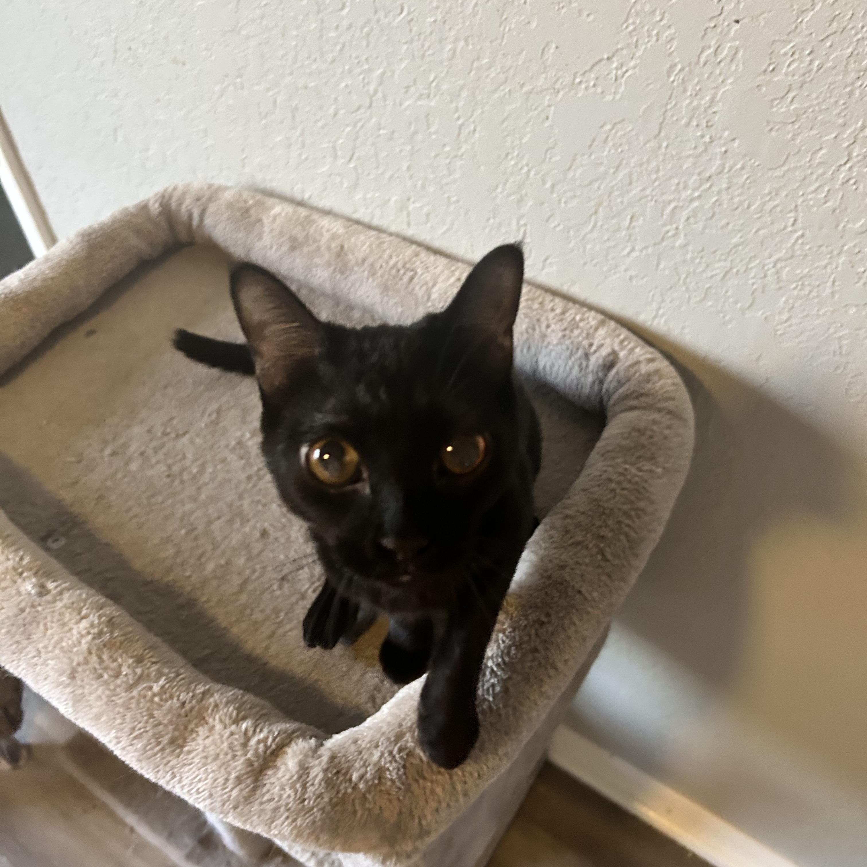 Allie, an adoptable Domestic Short Hair in Tulsa, OK, 74134 | Photo Image 4