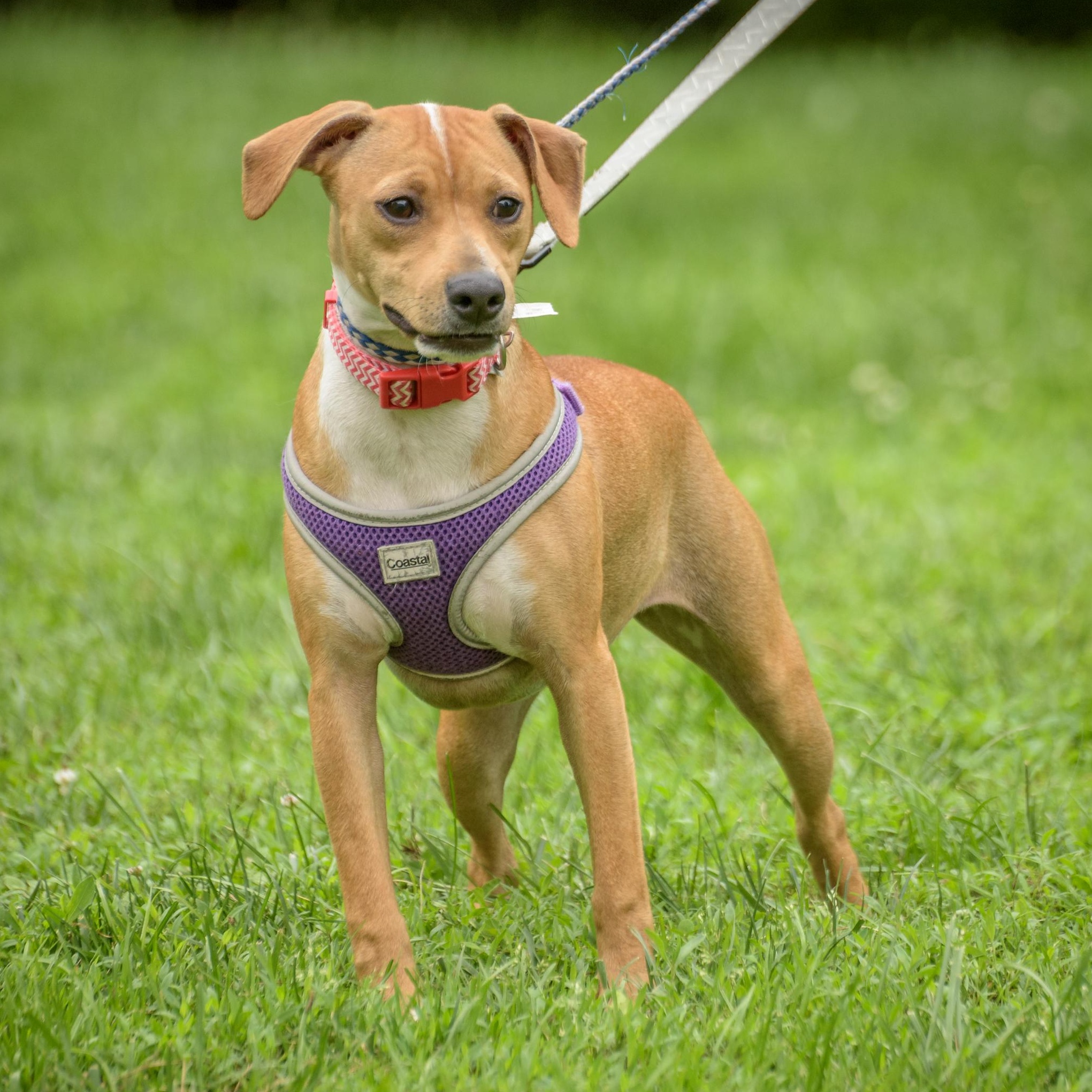 Liberty, Baby Female Hound
