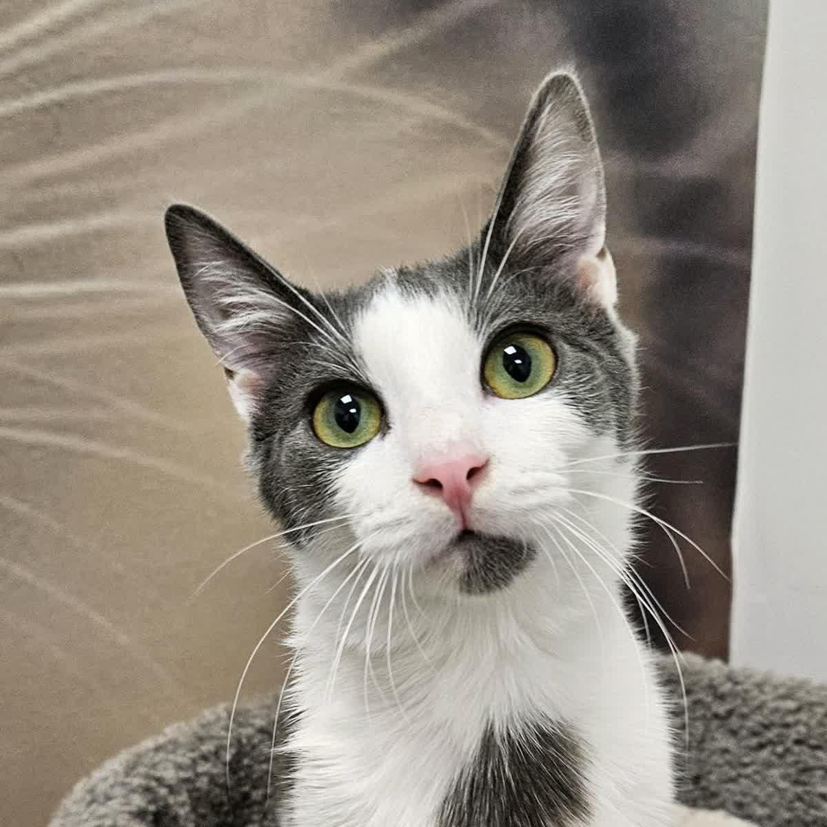 Enlarge Houdini, a ADOPTABLE Domestic Short Hair in Cookeville, TN image 1/1