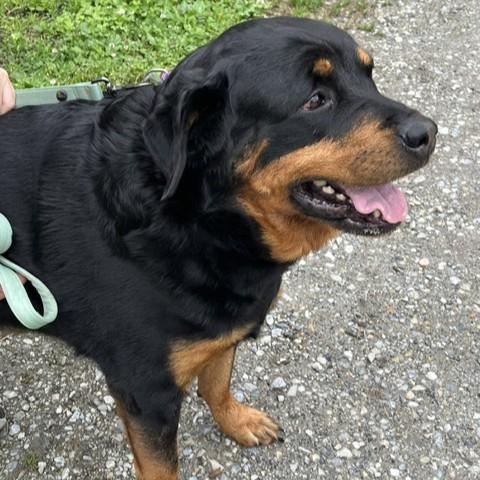 Cinnamon, an adopted Rottweiler in Phoenixville, PA image 4/5