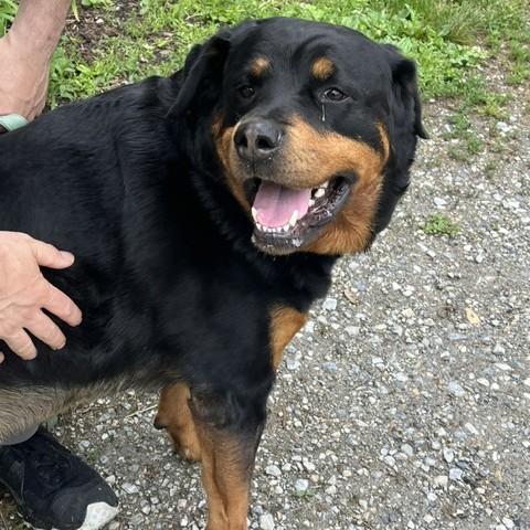 Cinnamon, an adopted Rottweiler in Phoenixville, PA image 5/5