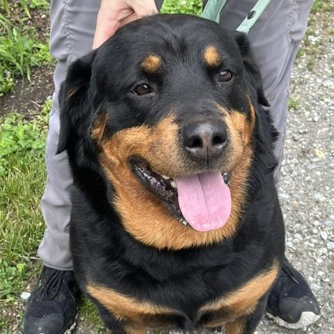 Cinnamon, an adopted Rottweiler in Phoenixville, PA image 1/5