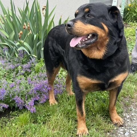 Cinnamon, an adopted Rottweiler in Phoenixville, PA image 3/5
