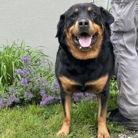 Cinnamon, an adopted Rottweiler in Phoenixville, PA image 2/5