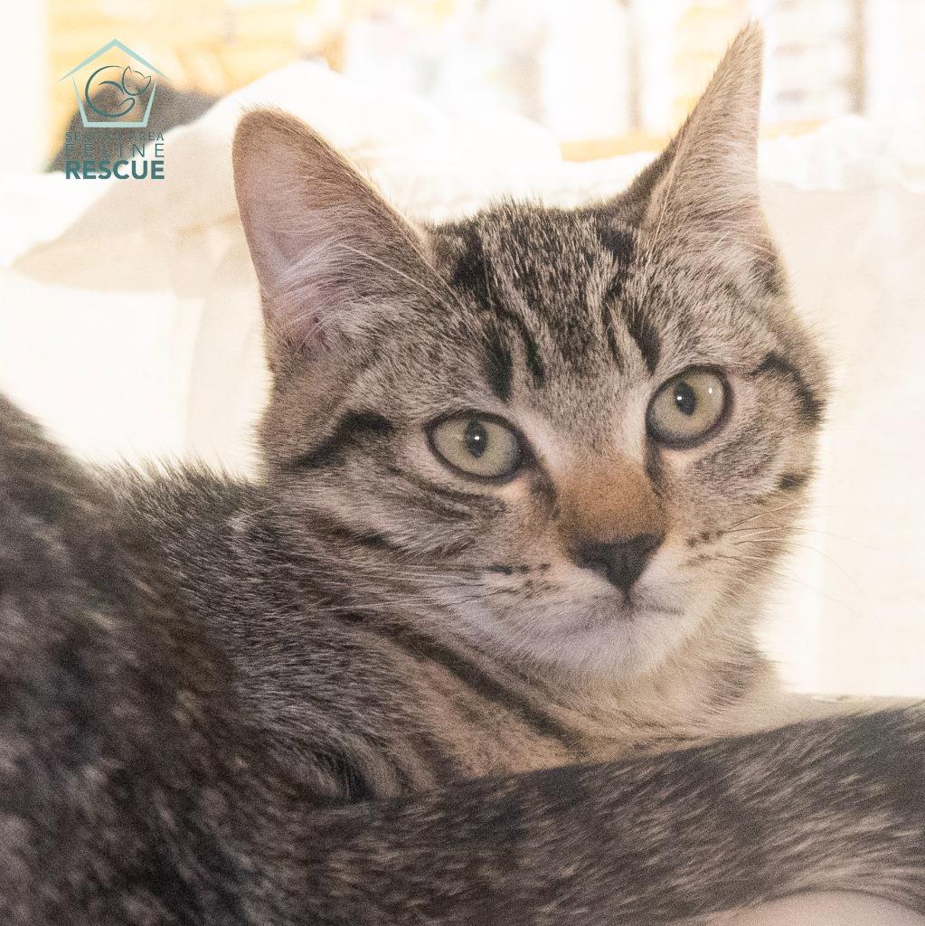 Zoe, a Adoptable mixed breed in Shoreline, WA image 1/3