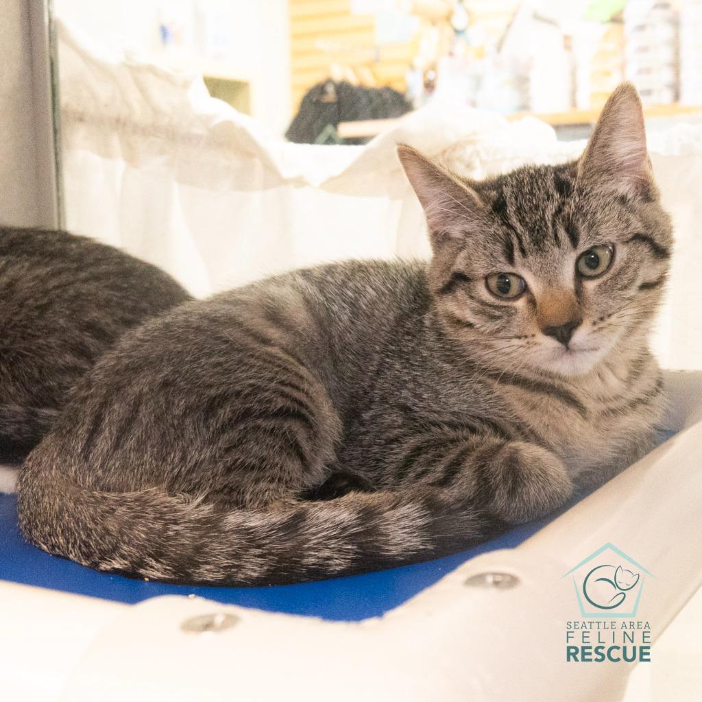 Zoe, Adoptable, Kitten Female Domestic Short Hair.