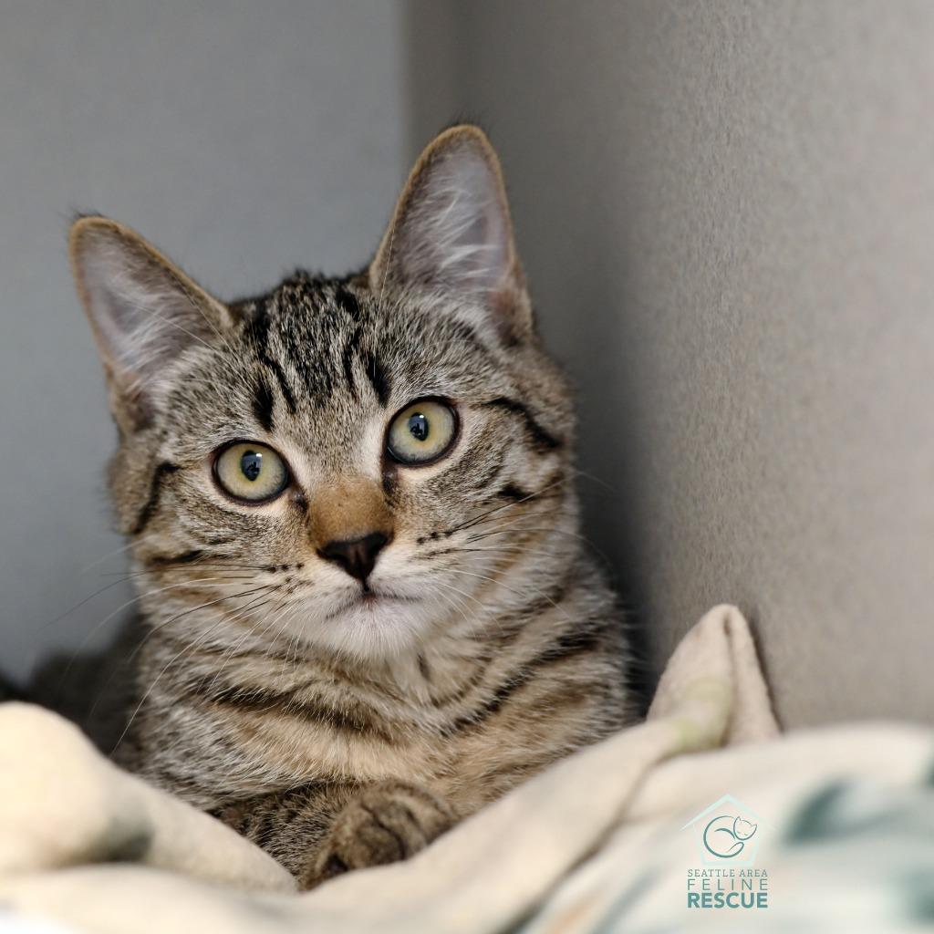 Zoe, a Adoptable mixed breed in Shoreline, WA image 3/3