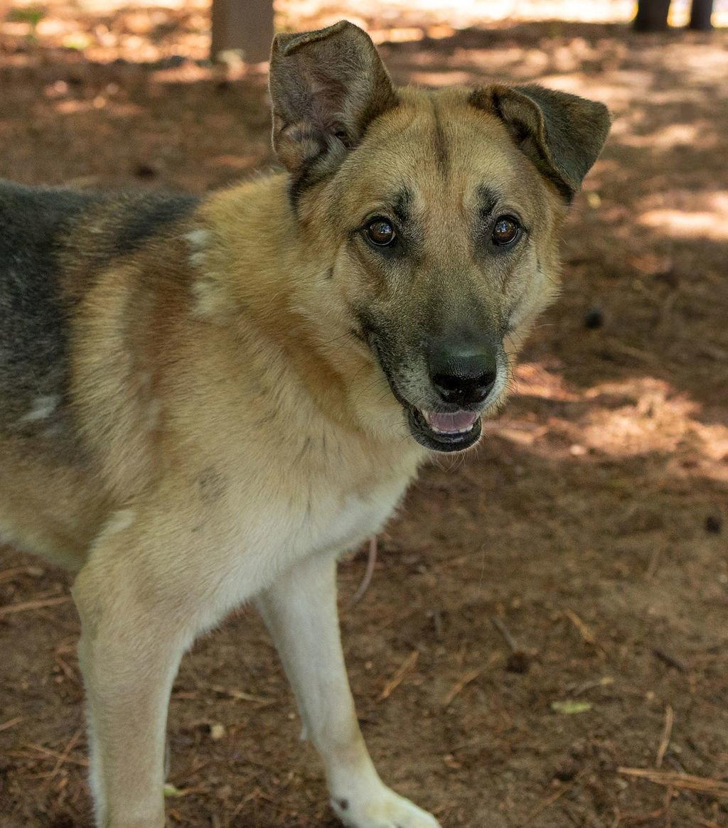 Chipmunk, Adoptable, Adult Male Mixed Breed.