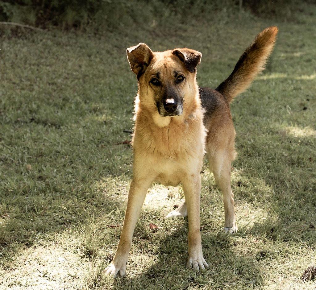 Chipmunk, a Adoptable Mixed Breed in Durham, NC image 3/3