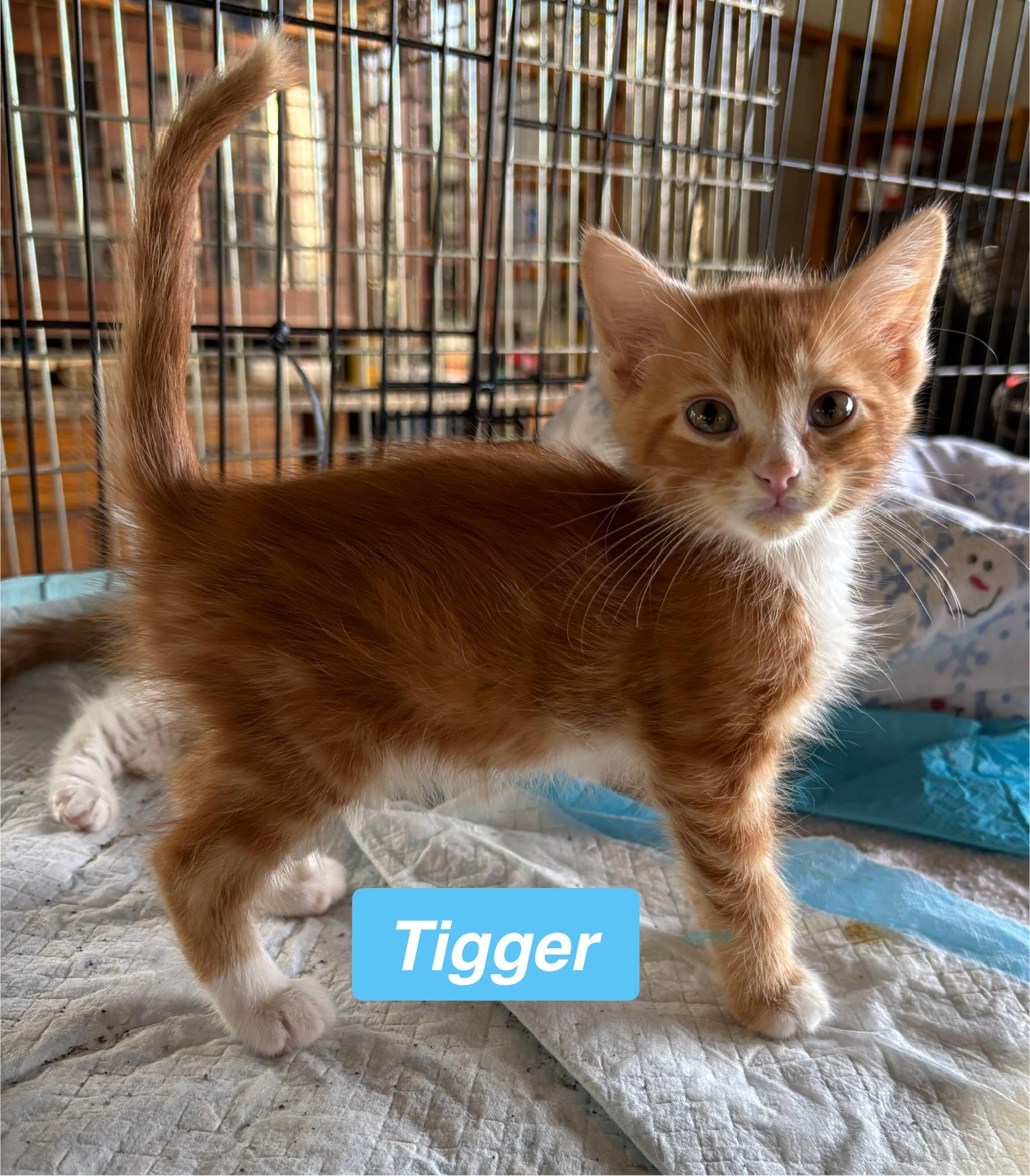 Tigger - Cartoon Kittens