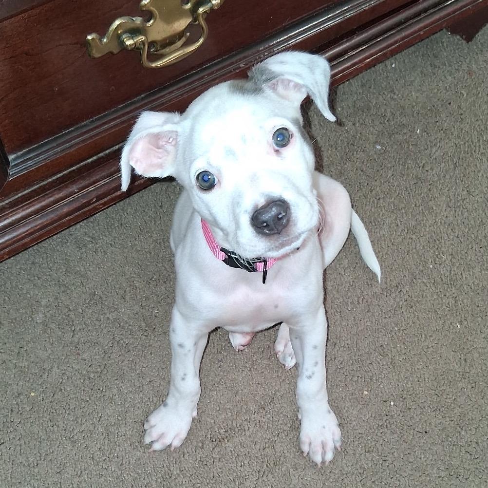 Enlarge Petunia Pearl, a Adopted mixed breed in New Orleans, LA image 2/6