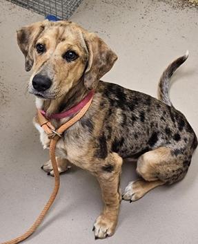 Noel, adoptable, Puppy Female Catahoula Leopard Dog.