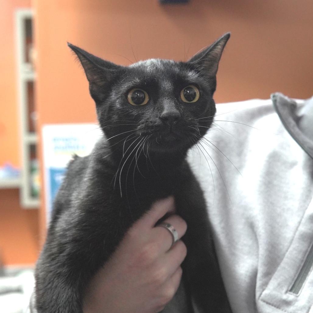 Juno, a Adoptable Domestic Short Hair in Gainesville, GA image 1/2