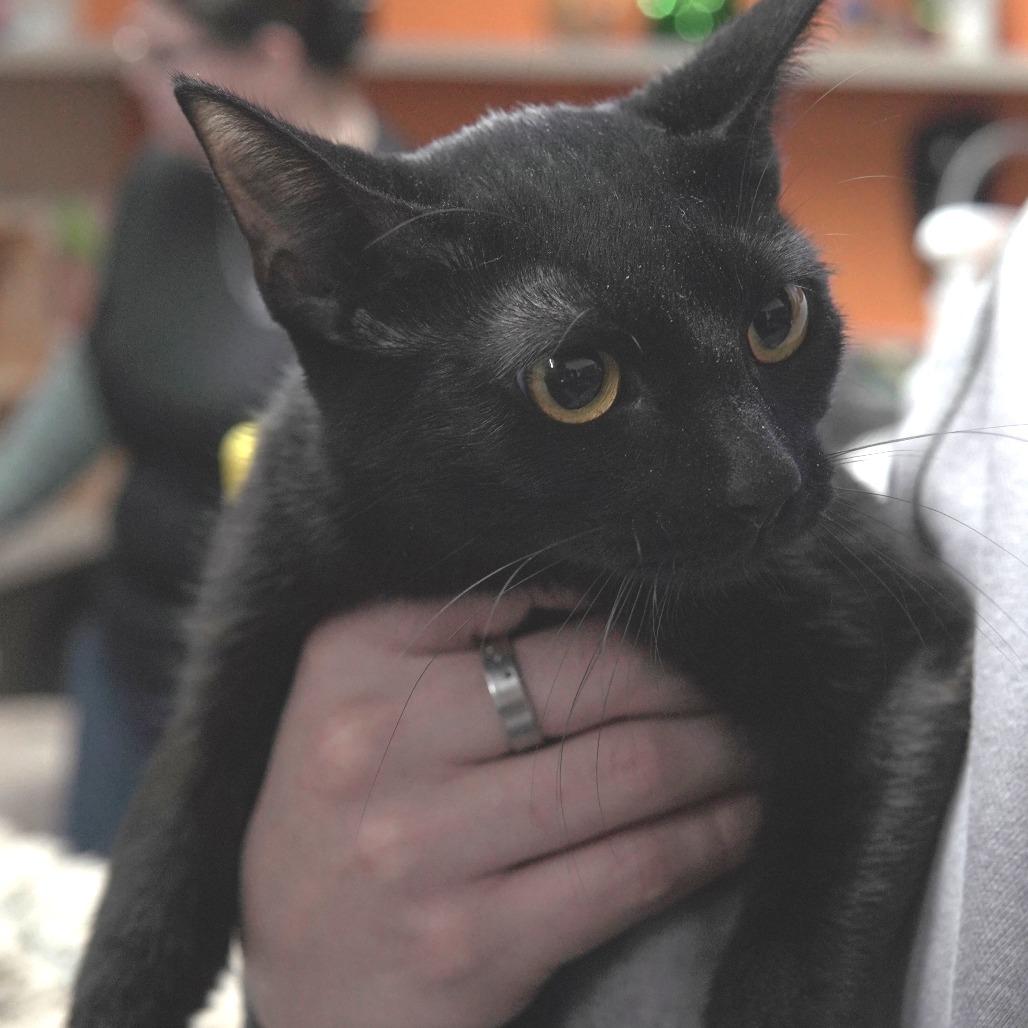 Juno, a Adoptable Domestic Short Hair in Gainesville, GA image 2/2