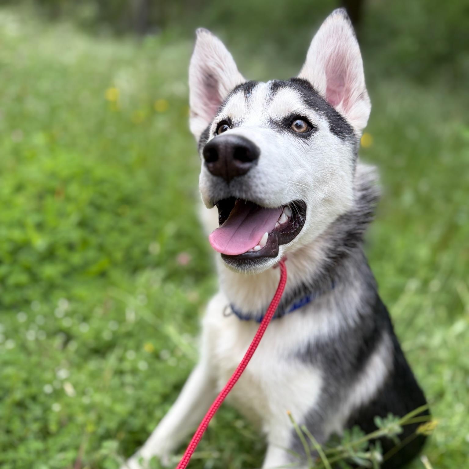 Enlarge Sonny- Smart Pup, a ADOPTABLE Siberian Husky in Grass Valley, CA image 4/5