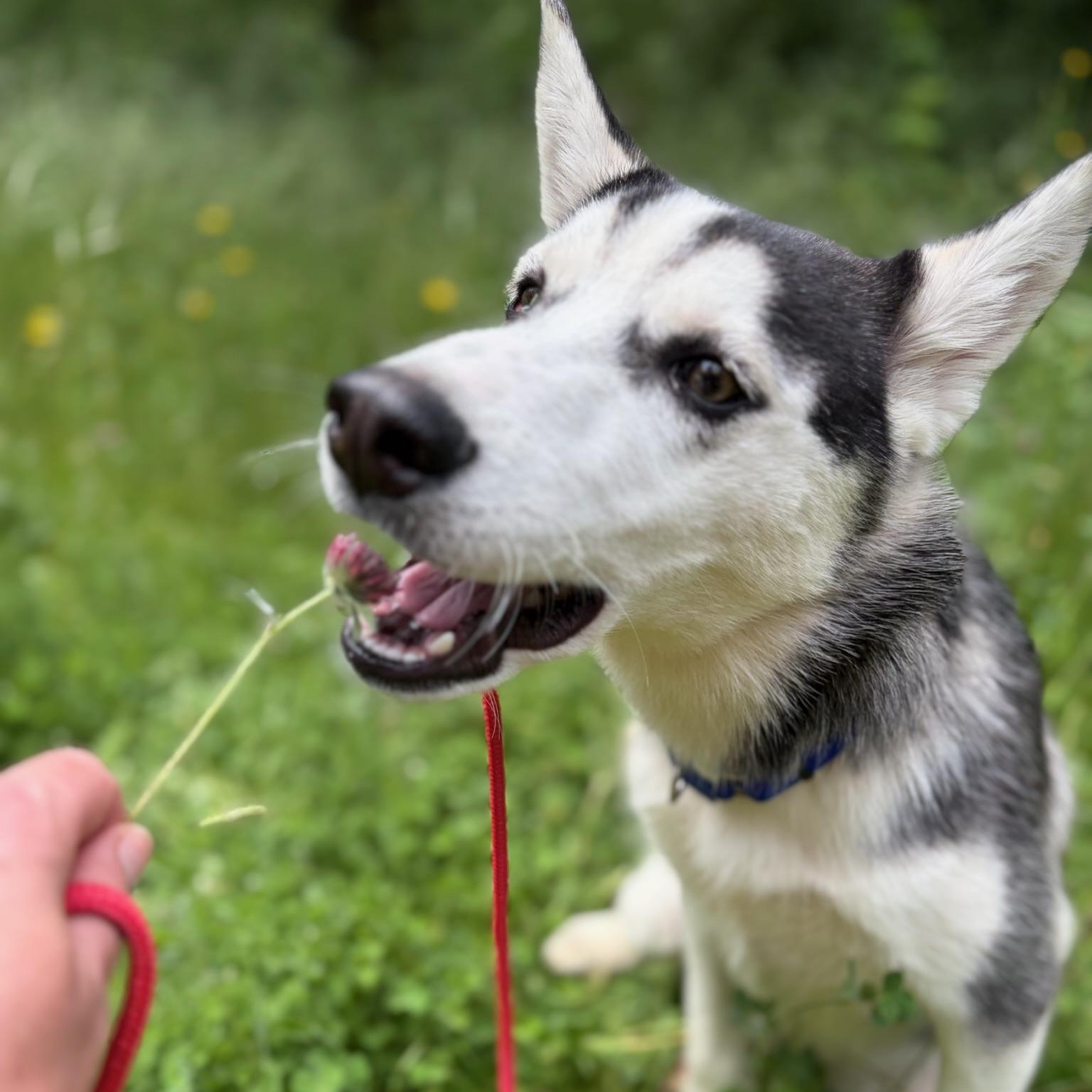 Enlarge Sonny- Smart Pup, a ADOPTABLE Siberian Husky in Grass Valley, CA image 3/5