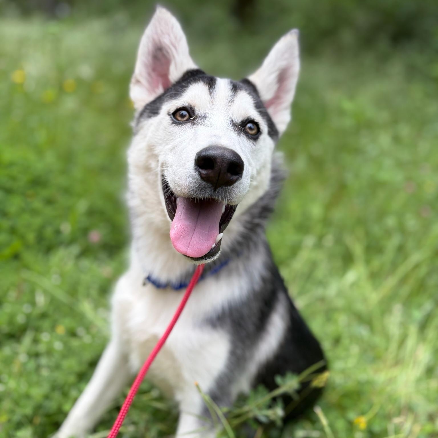 Sonny- Smart Pup, ADOPTABLE, Young Male Siberian Husky.