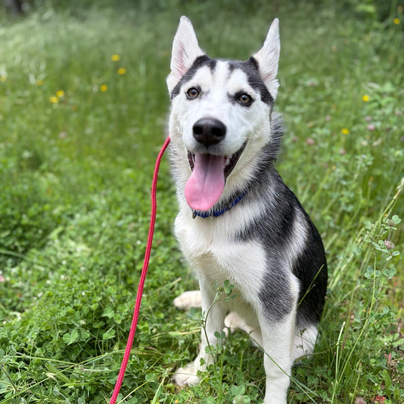 Enlarge Sonny- Smart Pup, a ADOPTABLE Siberian Husky in Grass Valley, CA image 2/5