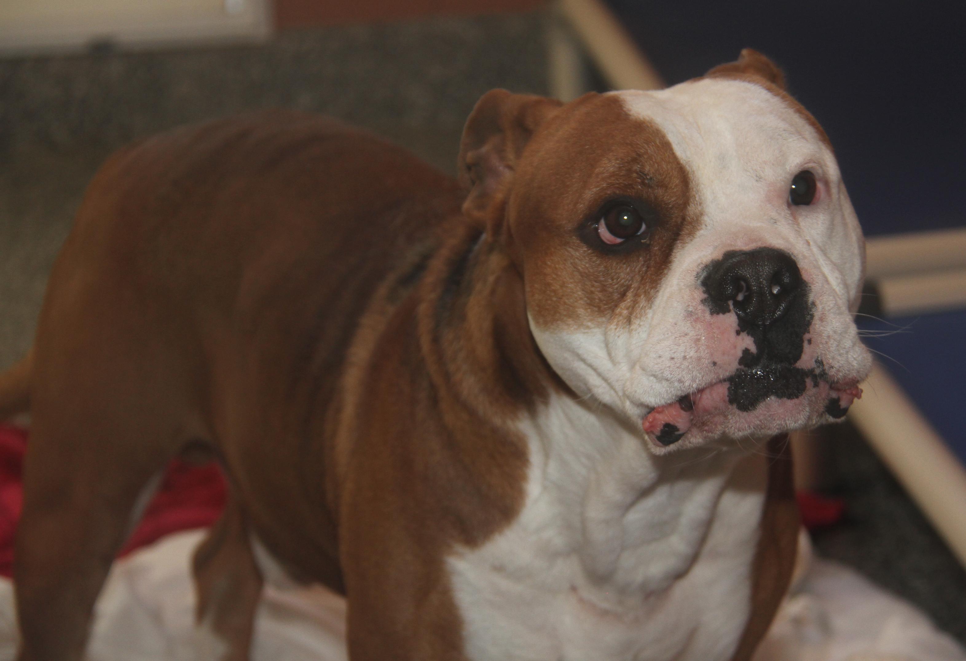 Enlarge Steven (Neutered) (Photos 12/7/2024) [Bonded Pair w/Arlo], a Adoptable mixed breed in Marietta, OH image 4/6