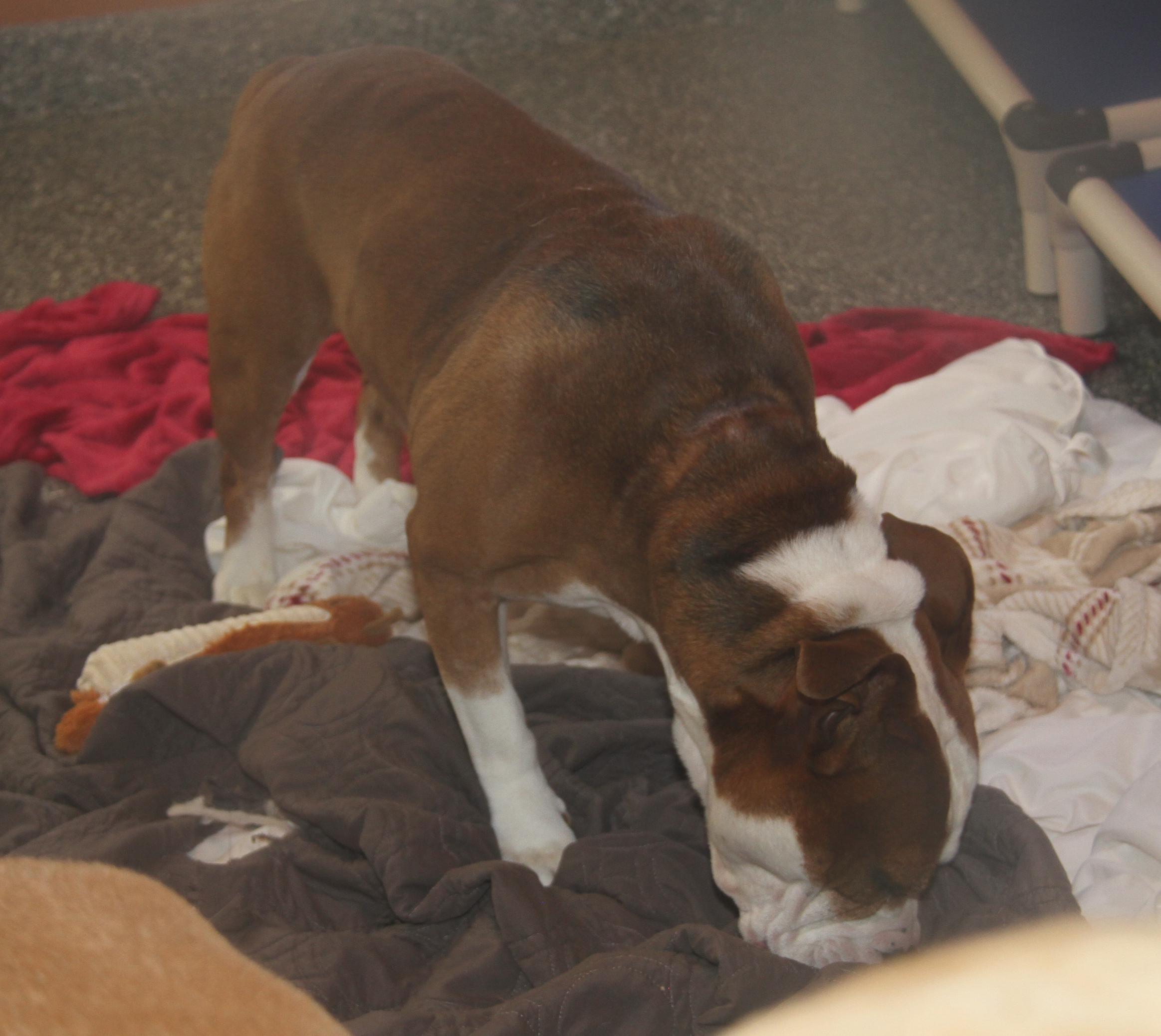 Enlarge Steven (Neutered) (Photos 12/7/2024) [Bonded Pair w/Arlo], a Adoptable mixed breed in Marietta, OH image 2/6