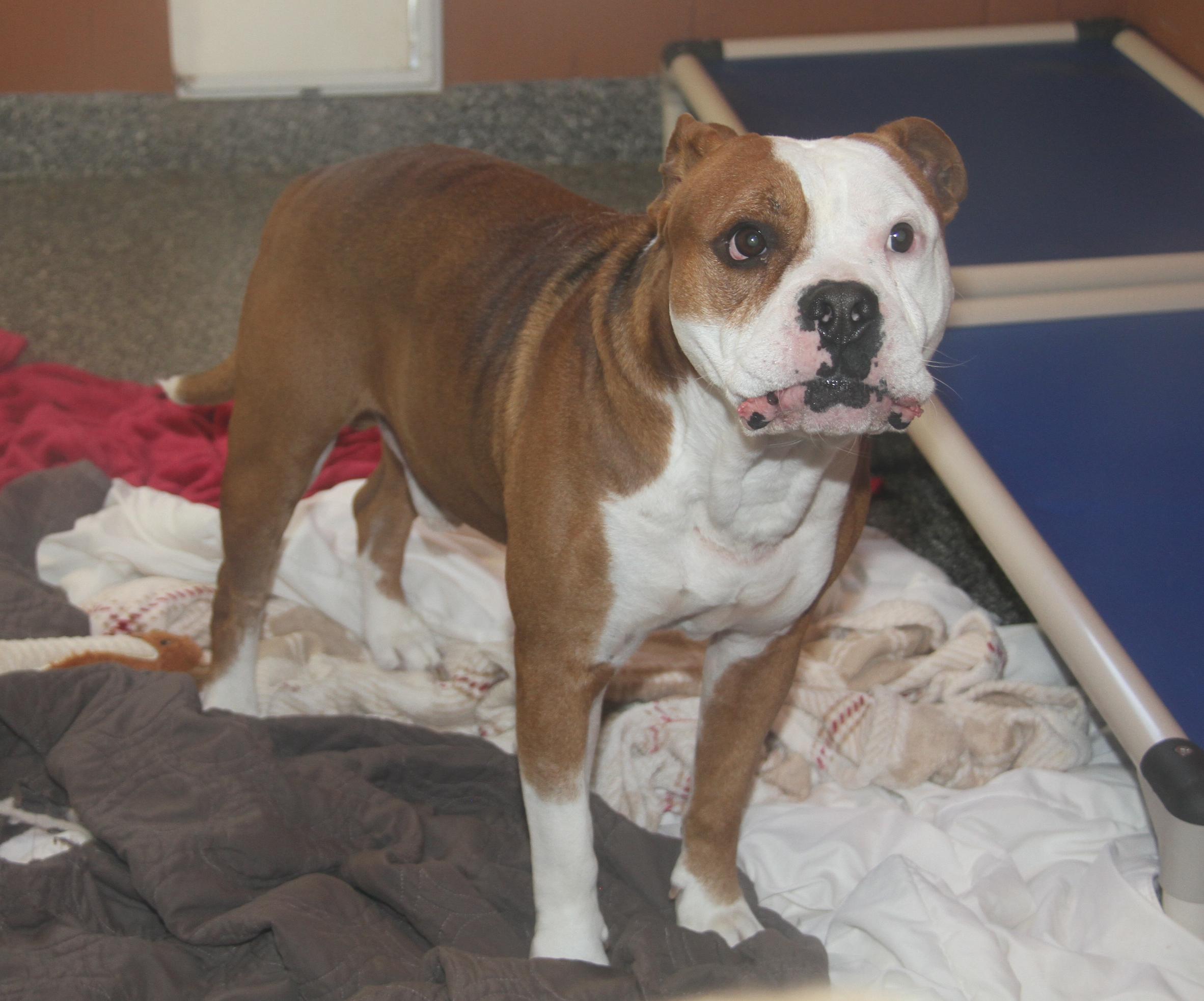 Enlarge Steven (Neutered) (Photos 12/7/2024) [Bonded Pair w/Arlo], a Adoptable mixed breed in Marietta, OH image 1/6