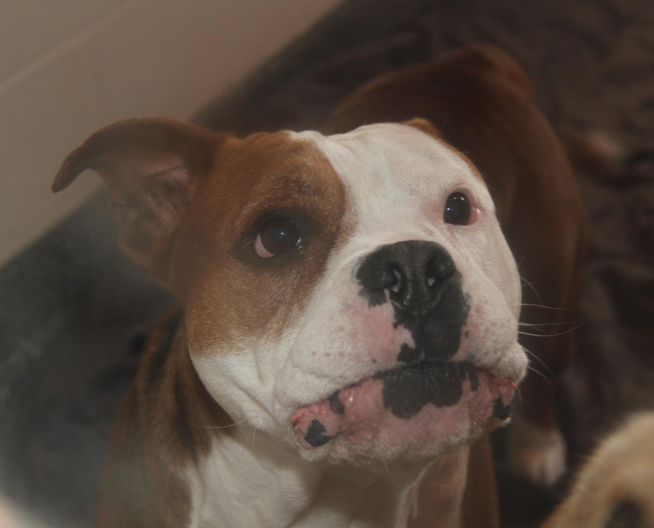 Enlarge Steven (Neutered) (Photos 12/7/2024) [Bonded Pair w/Arlo], a Adoptable mixed breed in Marietta, OH image 5/6
