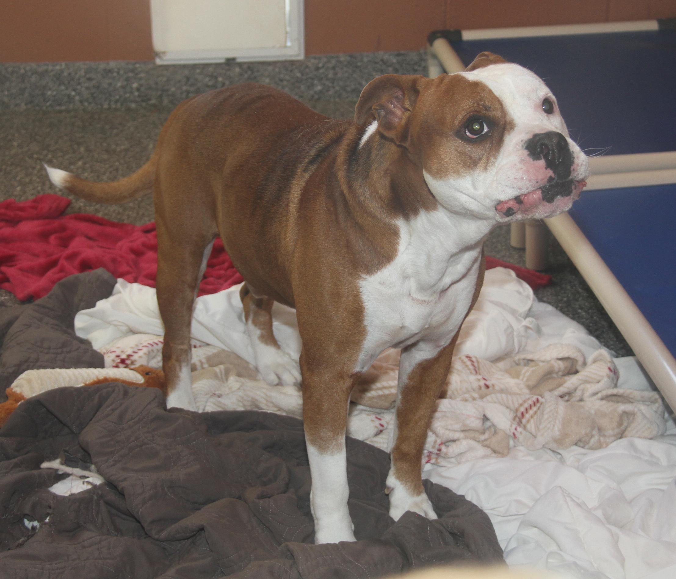 Enlarge Steven (Neutered) (Photos 12/7/2024) [Bonded Pair w/Arlo], a Adoptable mixed breed in Marietta, OH image 3/6