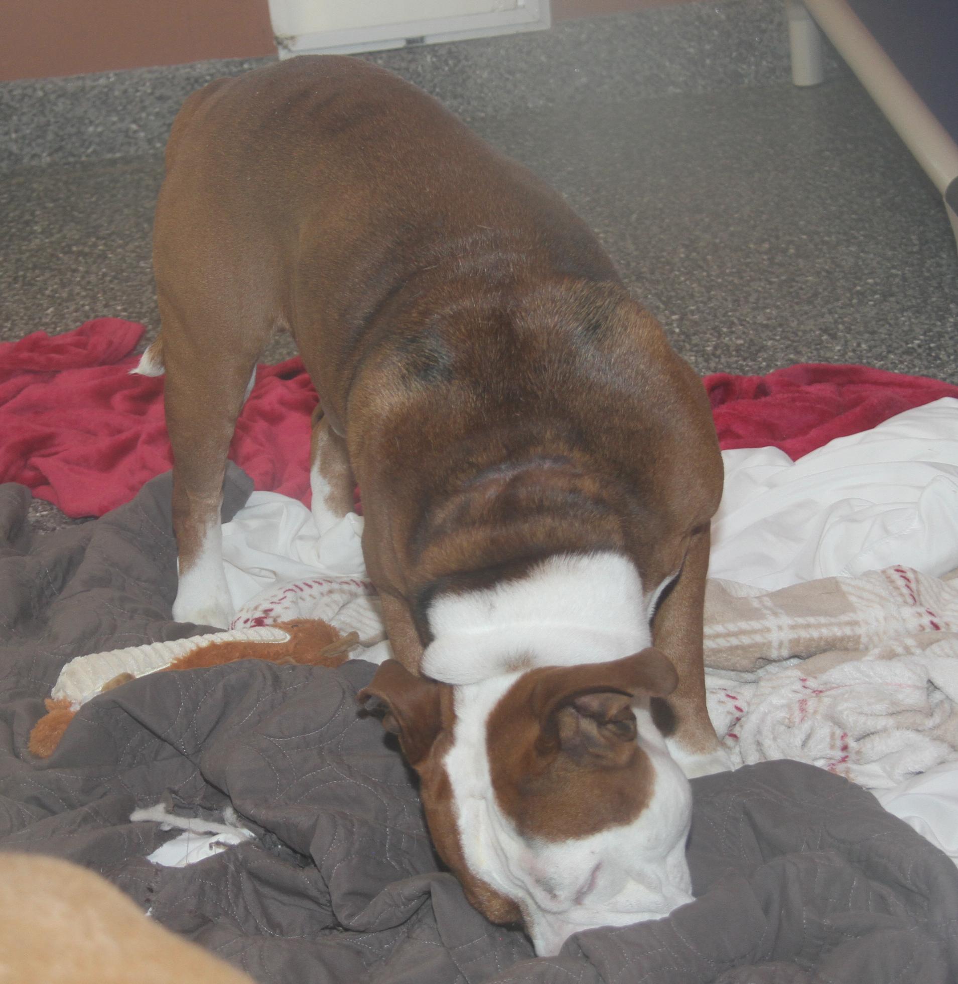 Enlarge Steven (Neutered) (Photos 12/7/2024) [Bonded Pair w/Arlo], a Adoptable mixed breed in Marietta, OH image 6/6