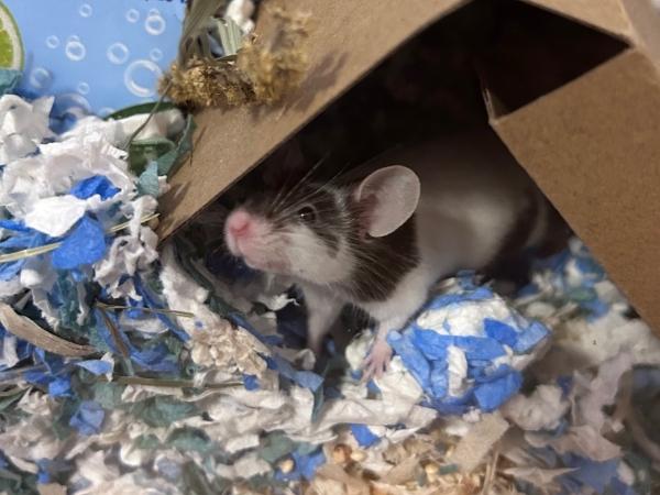 Enlarge Jordan, Palmer & Rory (The Golf Girls), a ADOPTABLE Mouse in Dedham, MA image 2/3