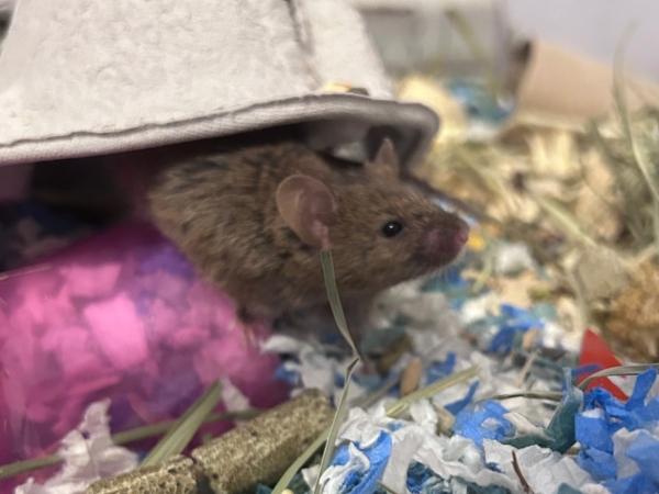 Jordan, Palmer & Rory (The Golf Girls), ADOPTABLE, Young Female Mouse.