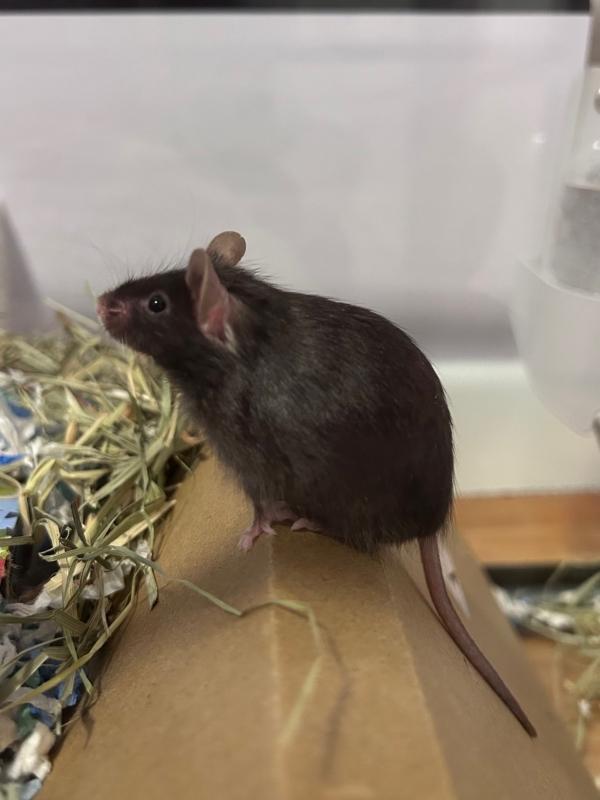 Enlarge Jordan, Palmer & Rory (The Golf Girls), a ADOPTABLE Mouse in Dedham, MA image 3/3