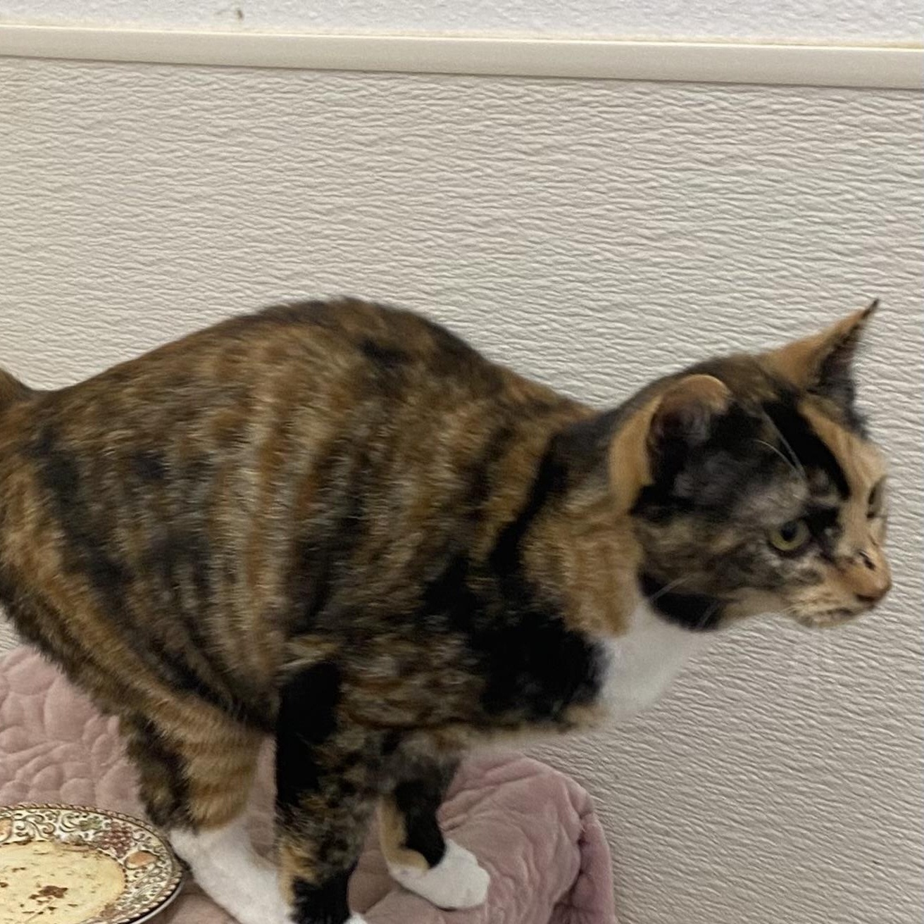 Enlarge Cribbage, a Adoptable mixed breed in Stanwood, WA image 3/5