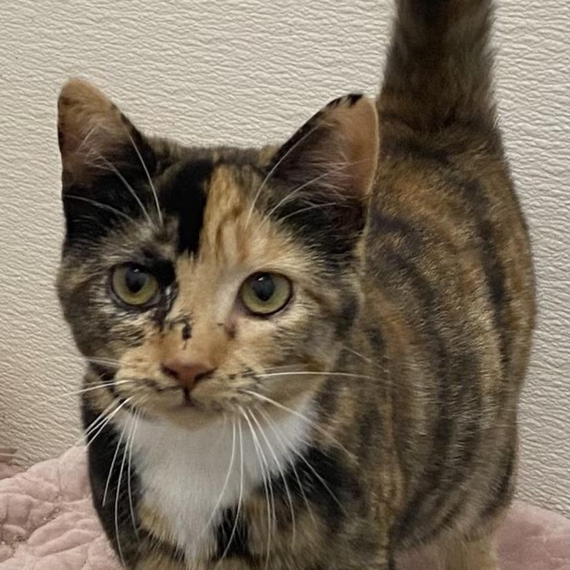 Enlarge Cribbage, a Adoptable mixed breed in Stanwood, WA image 1/5