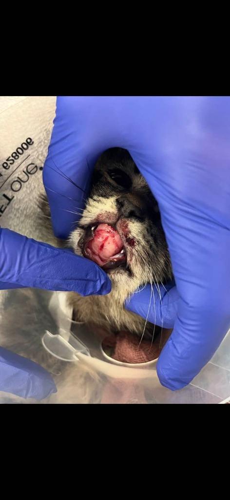 Bumble Bee, Adoptable, Young Male Domestic Short Hair.