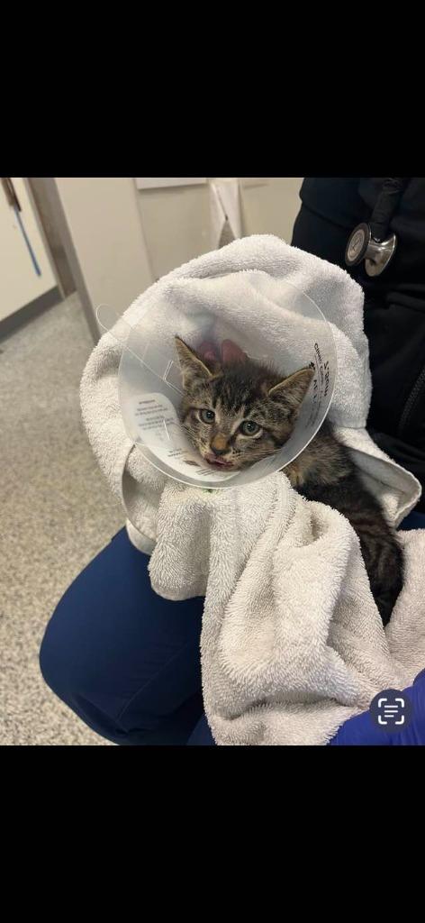 Bumble Bee, Adoptable, Young Male Domestic Short Hair.