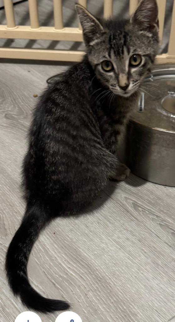 Enlarge Bumble Bee, a Adoptable mixed breed in San Jacinto, CA image 3/3