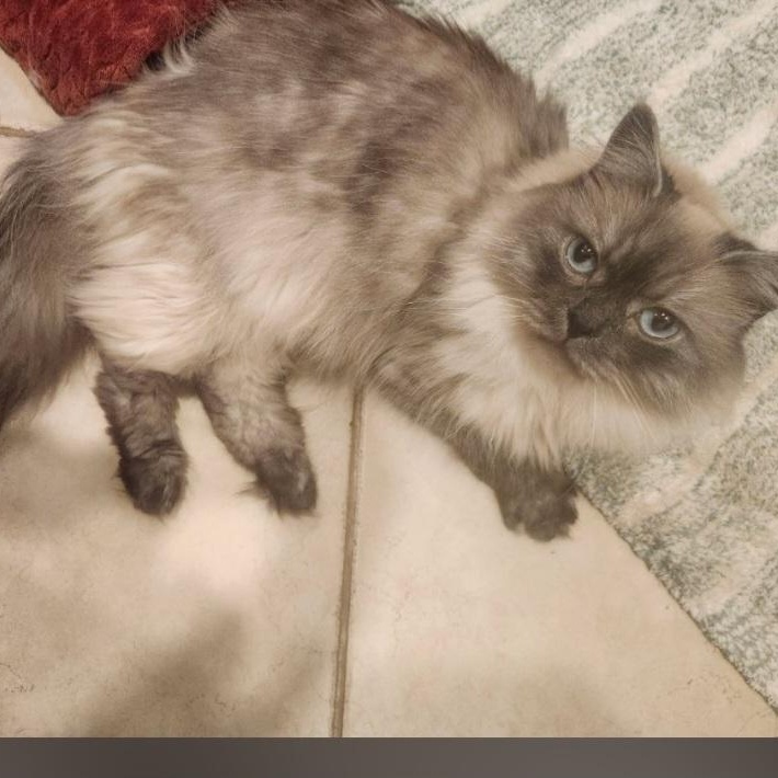 Enlarge MISU, an adopted Himalayan in Staten Island, NY image 4/4