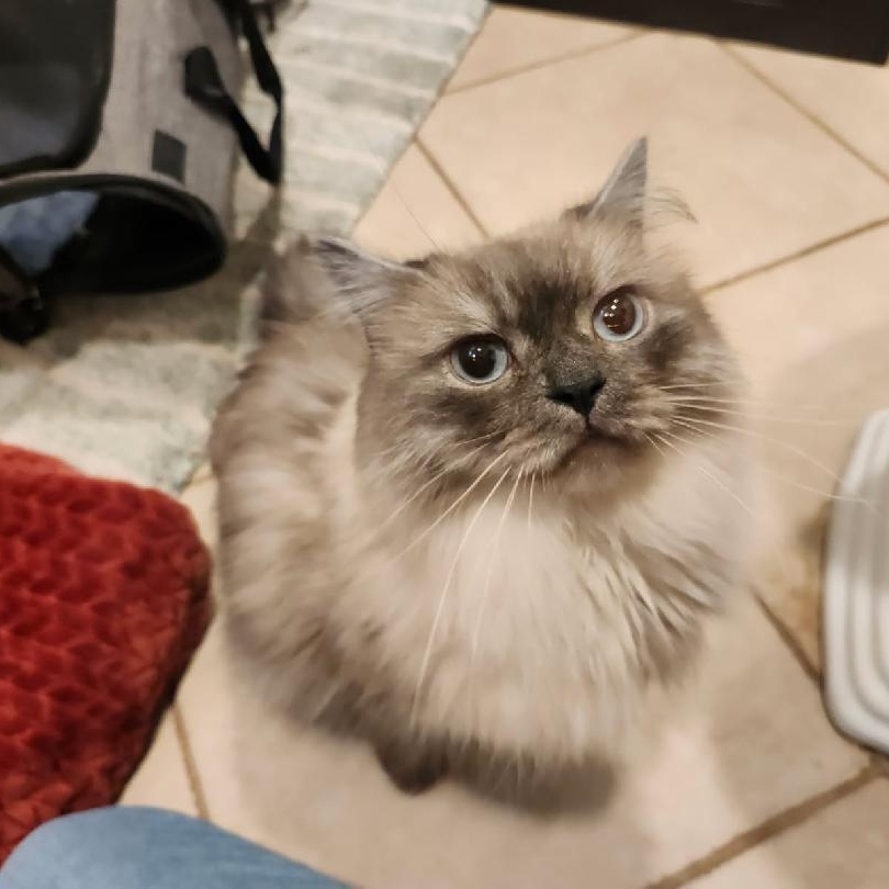 Enlarge MISU, an adopted Himalayan in Staten Island, NY image 1/4