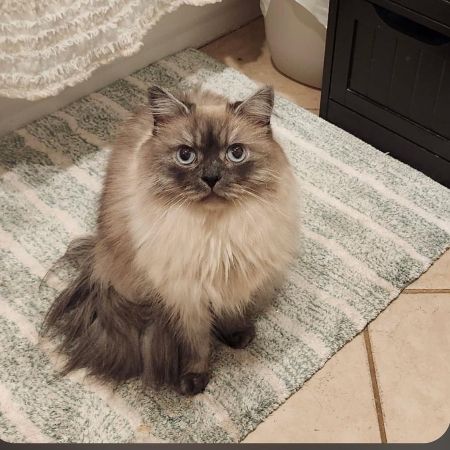 Enlarge MISU, an adopted Himalayan in Staten Island, NY image 3/4