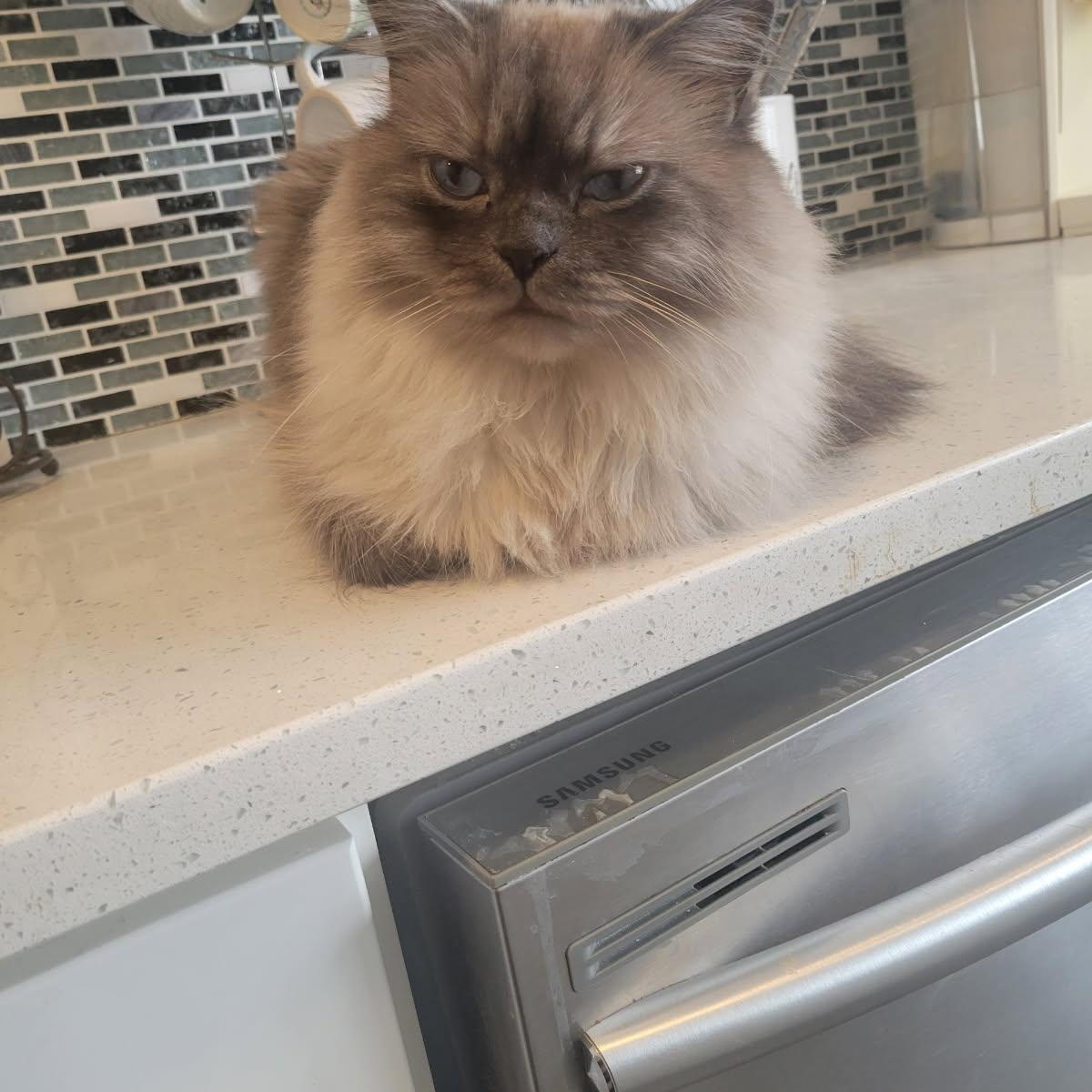Enlarge MISU, an adopted Himalayan in Staten Island, NY image 2/4