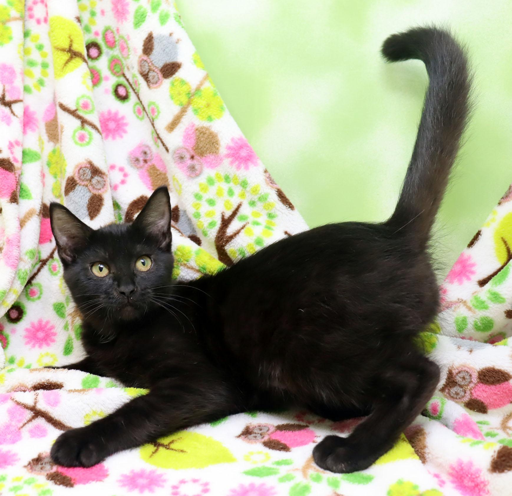 Enlarge Martini, a ADOPTABLE Domestic Short Hair in Tierra Verde, FL image 2/3