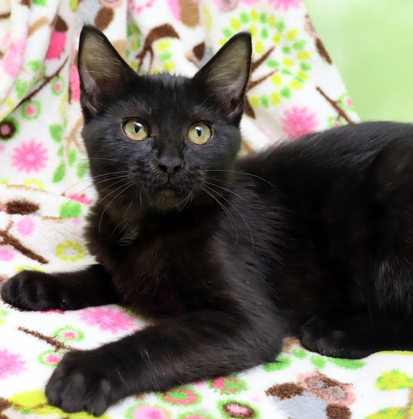 Enlarge Martini, a ADOPTABLE Domestic Short Hair in Tierra Verde, FL image 1/3