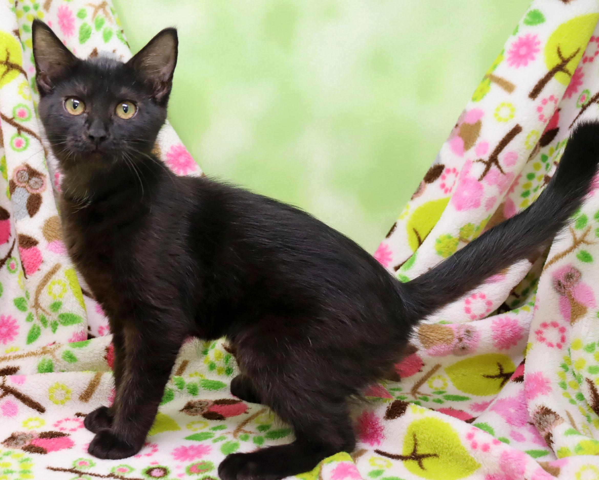 Enlarge Martini, a ADOPTABLE Domestic Short Hair in Tierra Verde, FL image 3/3