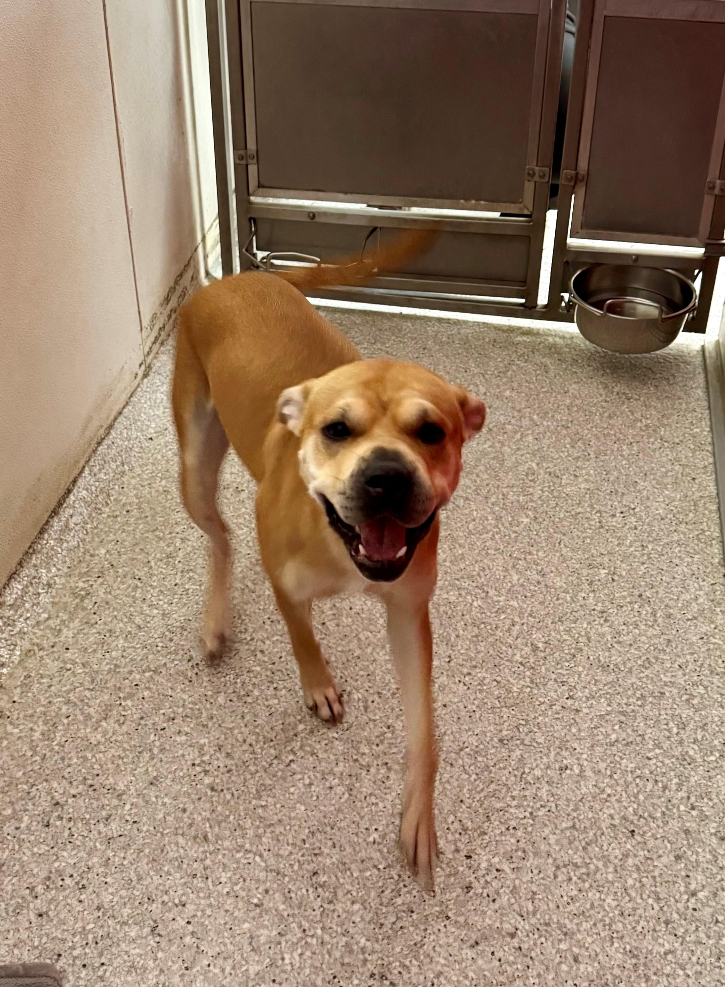 Luna Bean, an adoptable Labrador Retriever, Pit Bull Terrier in Lake Havasu City, AZ, 86406 | Photo Image 3