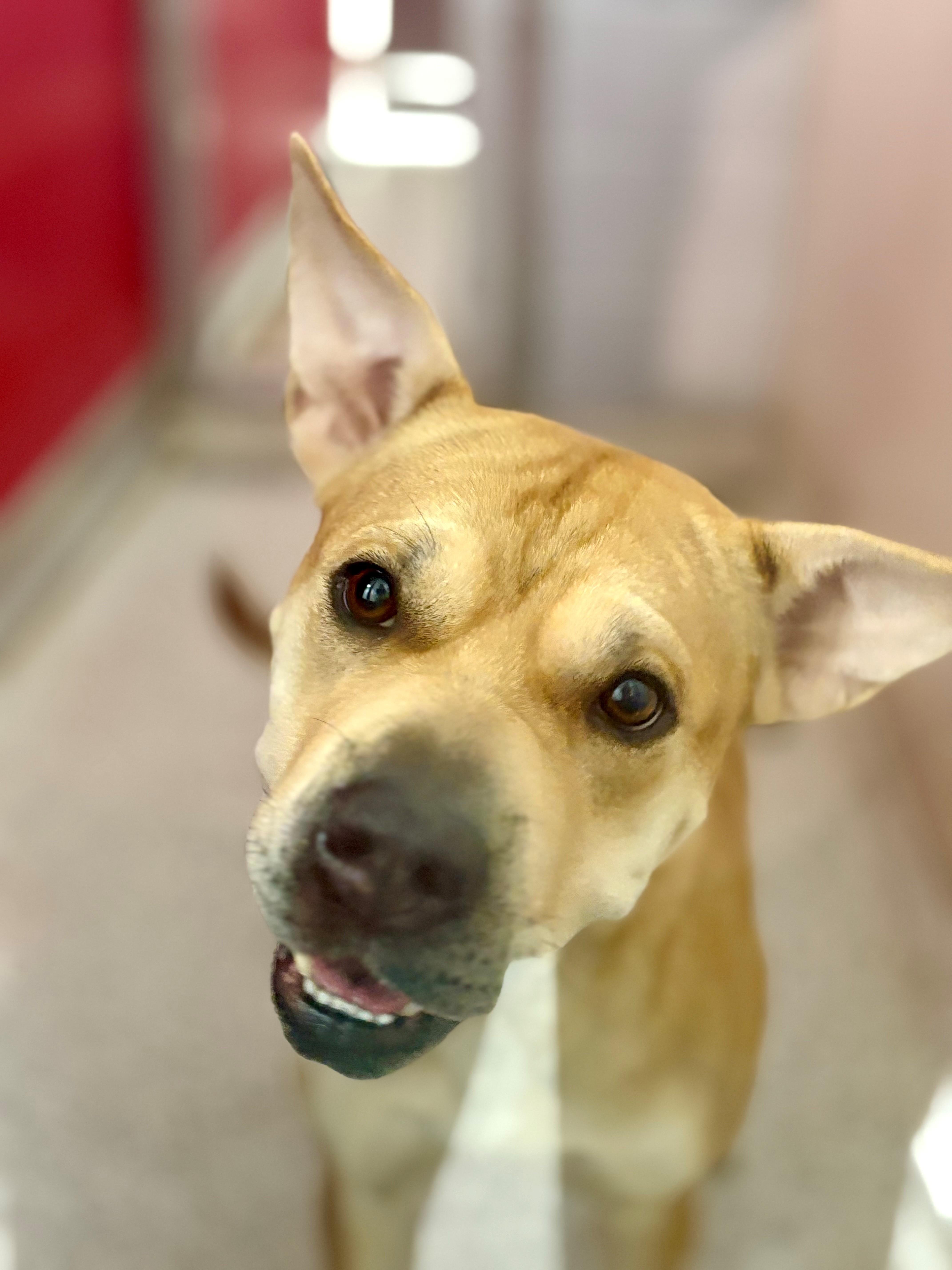 Luna Bean, an adoptable Labrador Retriever, Pit Bull Terrier in Lake Havasu City, AZ, 86406 | Photo Image 2