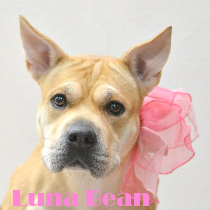 Luna Bean, an adoptable Labrador Retriever, Pit Bull Terrier in Lake Havasu City, AZ, 86406 | Photo Image 1